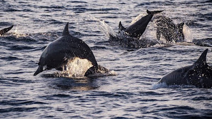 Dolphin Tour Lovina Dream
