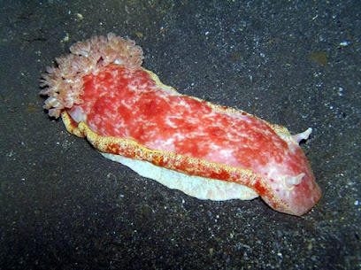 Scuba Libre Bali die deutsche Tauchschule