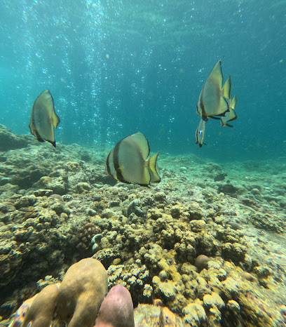 Pemuteran Menjangan Snorkeling
