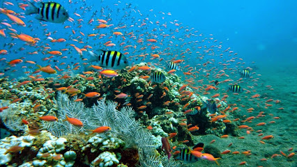 Amed Cafe Dive Center