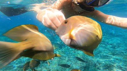 Blue Lagoon Snorkeling ceningan