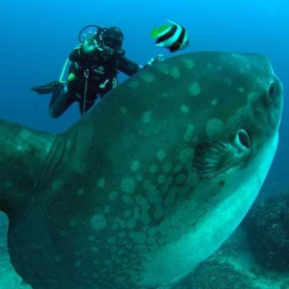 Candidasa Bali Dive