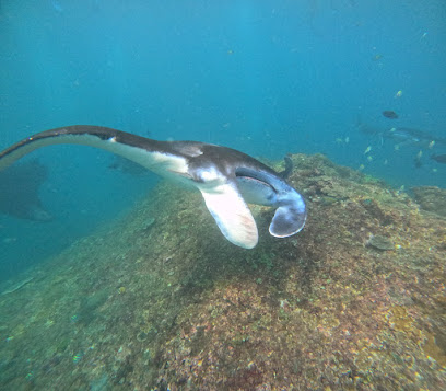 Manta Point Snorkeling Nusa Penida