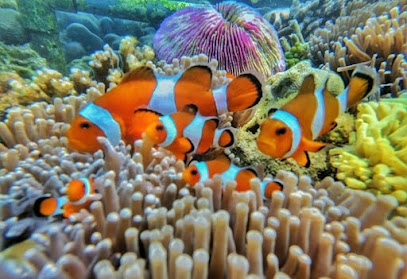 Gili Ketapang Snorkling