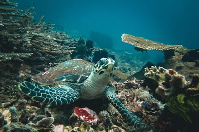 Plentang Agen snorkeling and fastboat