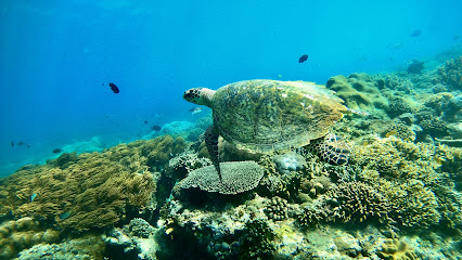 Blueoceandive - Snorkeling & Diving Bali