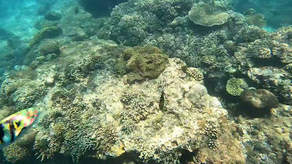 BuceoBali