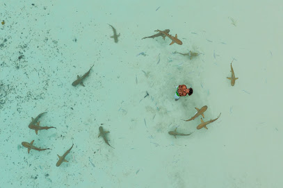Dive and Stay Raja Ampat