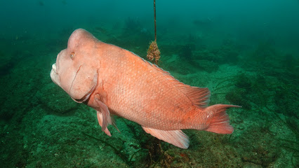 Hasama Underwater Park.