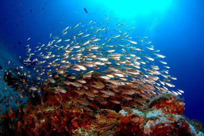 Yakushima Dive