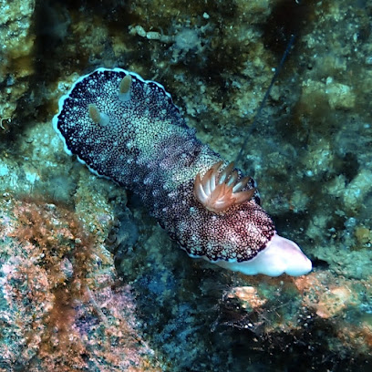 SDI EXPLORER DIVERS