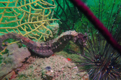 Langkawi Scuba