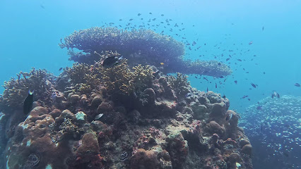 Dive Buddy Dungun