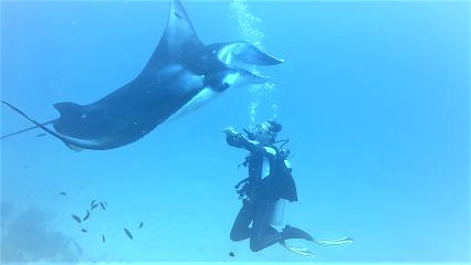 Fehi Velaa Dive