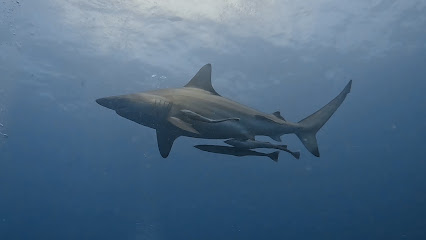 The Shark Point