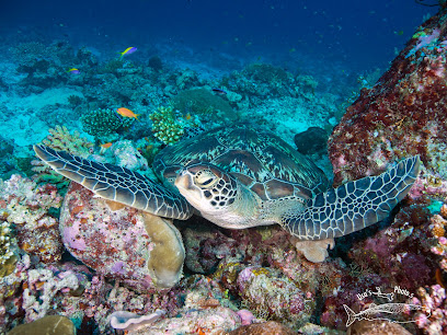 Oceanholic Dive Centre