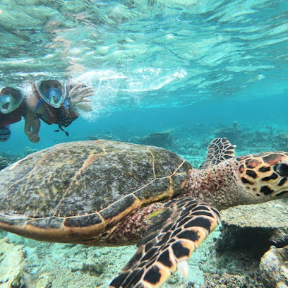 turtle reef Coco