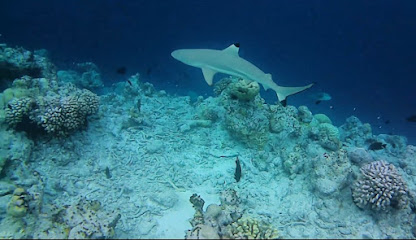 DIVE & SAIL Center Velifushi