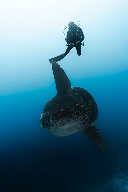 Shark Island Dive | Fuvahmulah