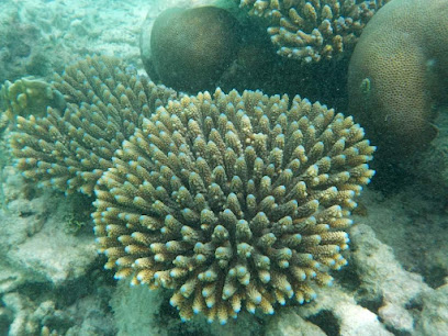Maldives Thinadhoo Dive