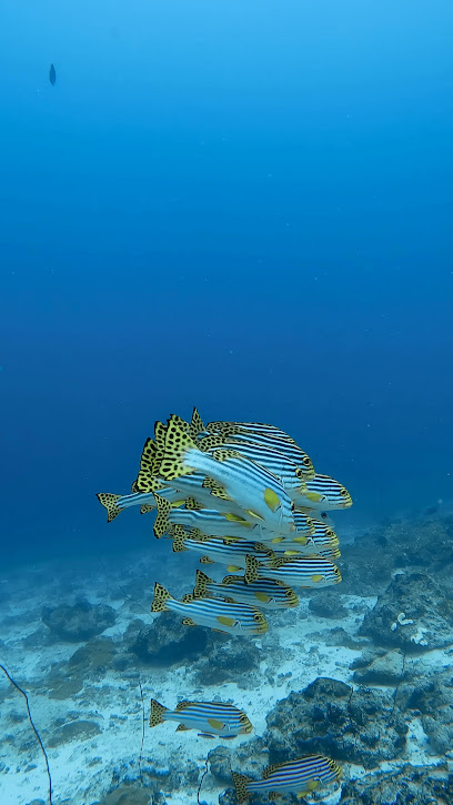 Oceanic_pulse_maldives