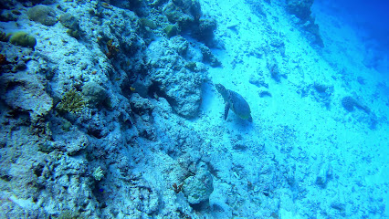 Maldives Dhigu Divers