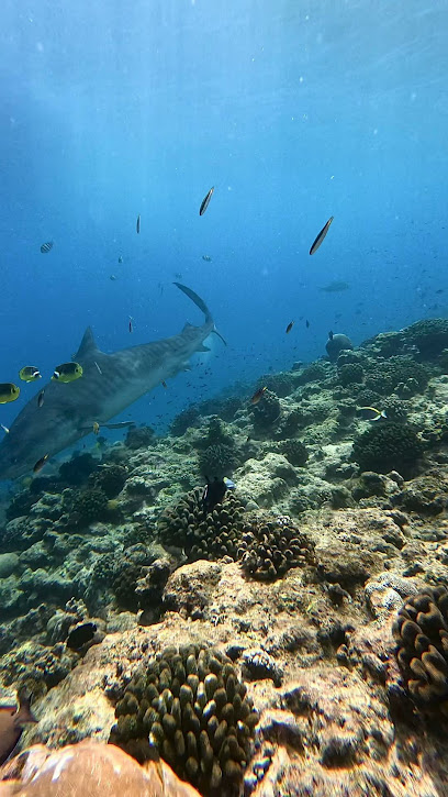 Oceanic Nomad Divers | Fuvahmulah