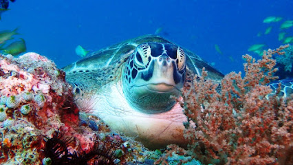 Dive Point Siquijor