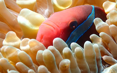 Boracay Scuba Dive - Calypso Dive Center