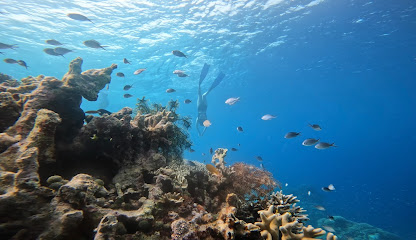 Islahanon Freediving