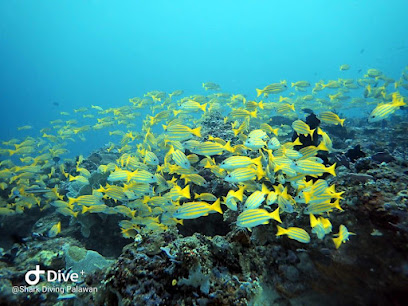 Shark Diving Palawan