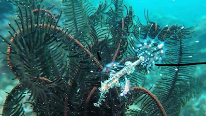 Love's Beach & Dive Resort l Scuba Diving