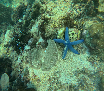 Dive Anilao