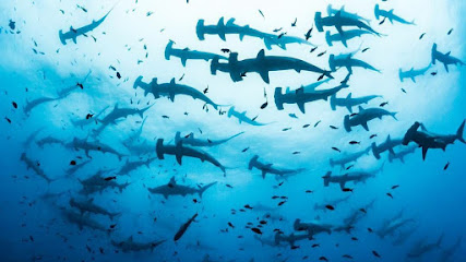 Divegraphy - Asia's Scuba Travel Marketplace