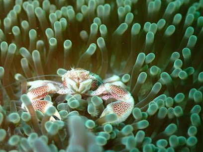 Scuba Quest