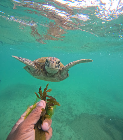 Mirissa Turtle Snorkeling Tours