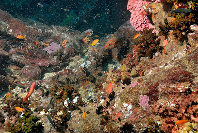 Poseidon Diving Centre Hikkaduwa - PADI 5 Star IDC Dive Centre