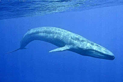 Mirissa Whale Snorkeling and Watching Tours