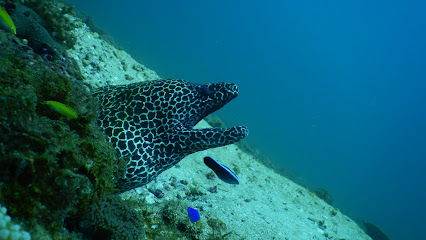 Scuba Diving Kalpitiya dive center