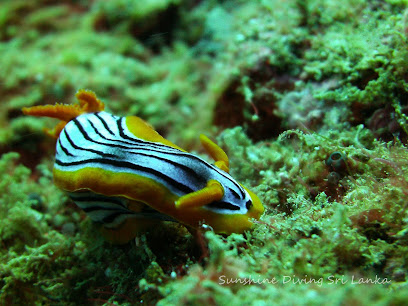 sunshine dive center