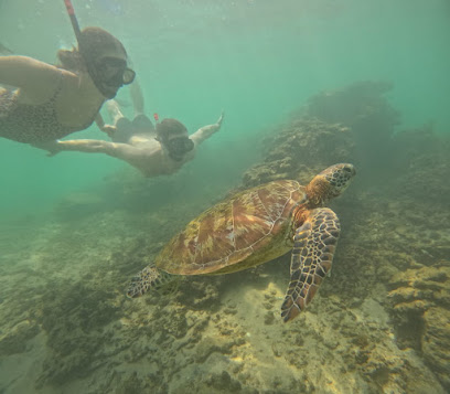 Mirissa Snorkeling Turtles