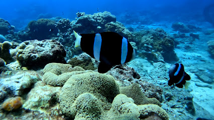綠島愛潛客潛水社