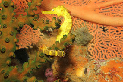 Phuket Scuba Tribe