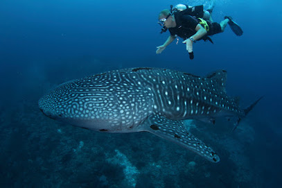 SiamDivers.com