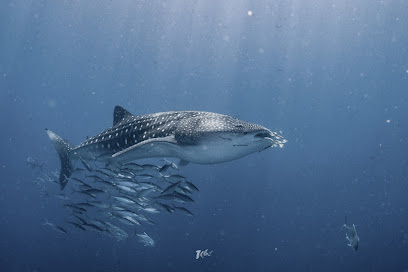 Dive with Kizz