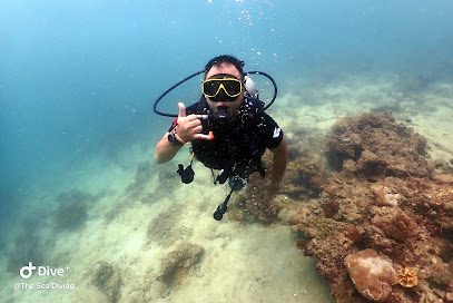 The Sea Diving