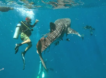 Greg Smith Diving Adventures - Koh Tao