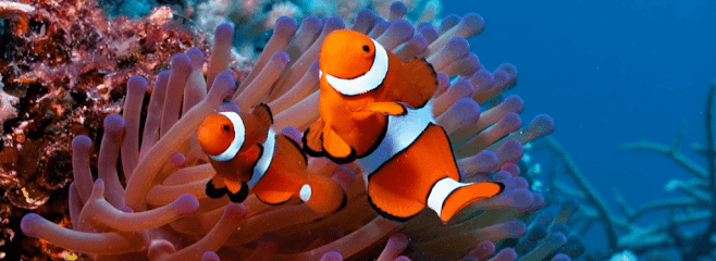 Scuba Diving Pattaya Asia