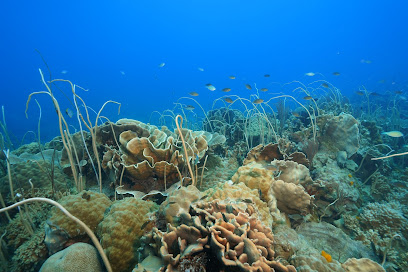 BB DIVERS Lagoon shop in white Sands