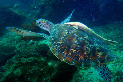 Aqua Vision Ao Nang 5-Star PADI Dive Center